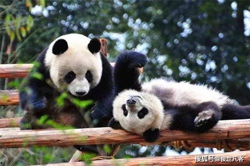 西安熊猫爆料事件最新  第2张